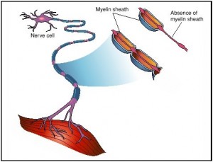 immune-cell-malaria